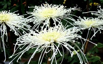 花语大全喜欢的赶紧收藏起来,花语大全100种花的花语象征爱情