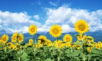 花语大全喜欢的赶紧收藏起来,花语大全100种花的花语象征爱情