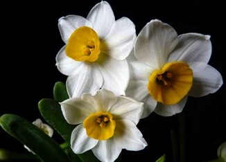 花语大全喜欢的赶紧收藏起来,花语大全100种花的花语象征爱情