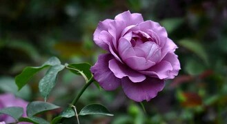 花语大全喜欢的赶紧收藏起来,花语大全100种花的花语象征爱情