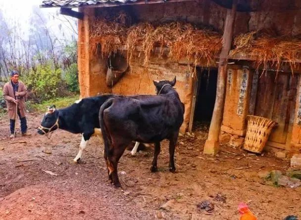 农村养殖味道太大影响居住怎么办,养殖场粪便发臭怎么解决
