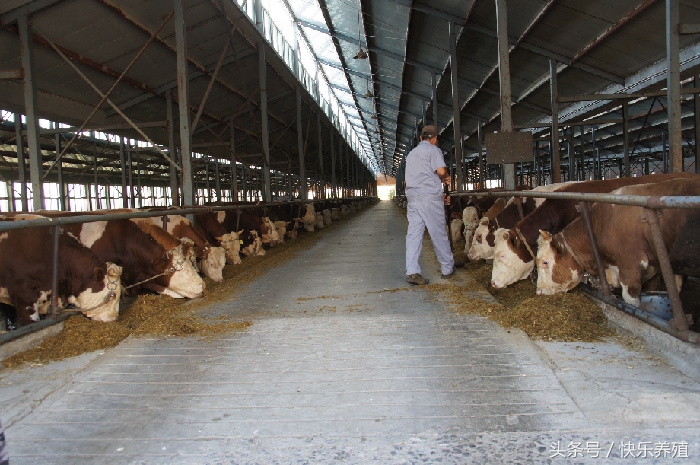 养牛用的预混料怎么喂牛效果好,养牛还要给牛打针吗