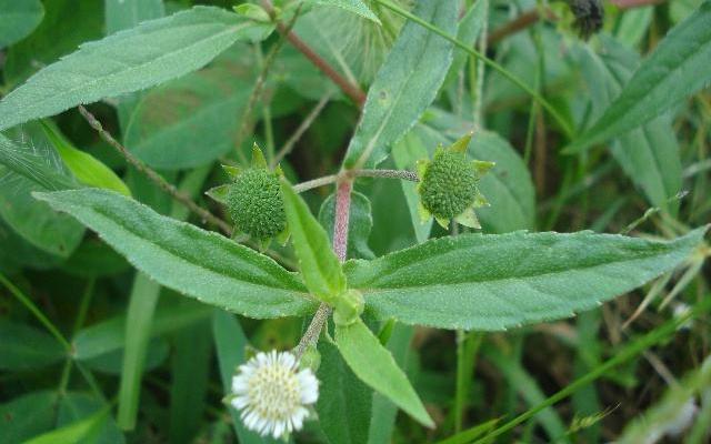 墨旱莲有哪些最好的功能,墨旱莲种子的功效与作用