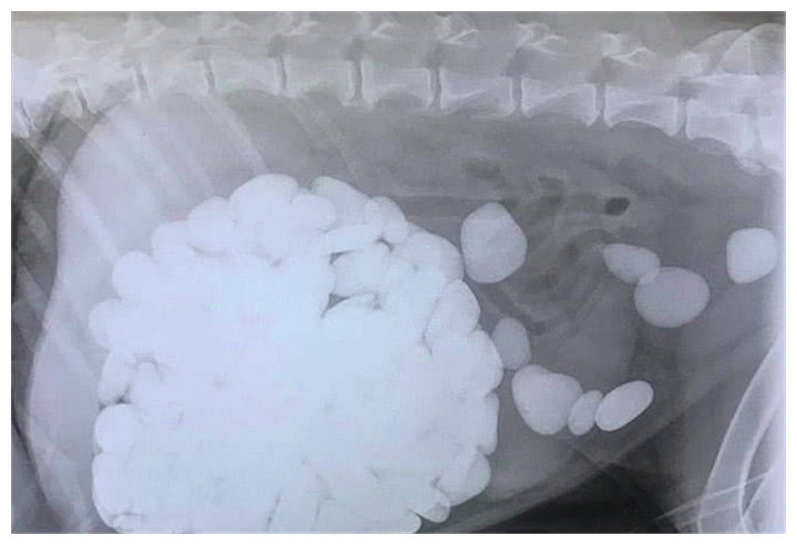 狗狗把石头吞进了肚子里主人伤心,狗狗意外吞石头