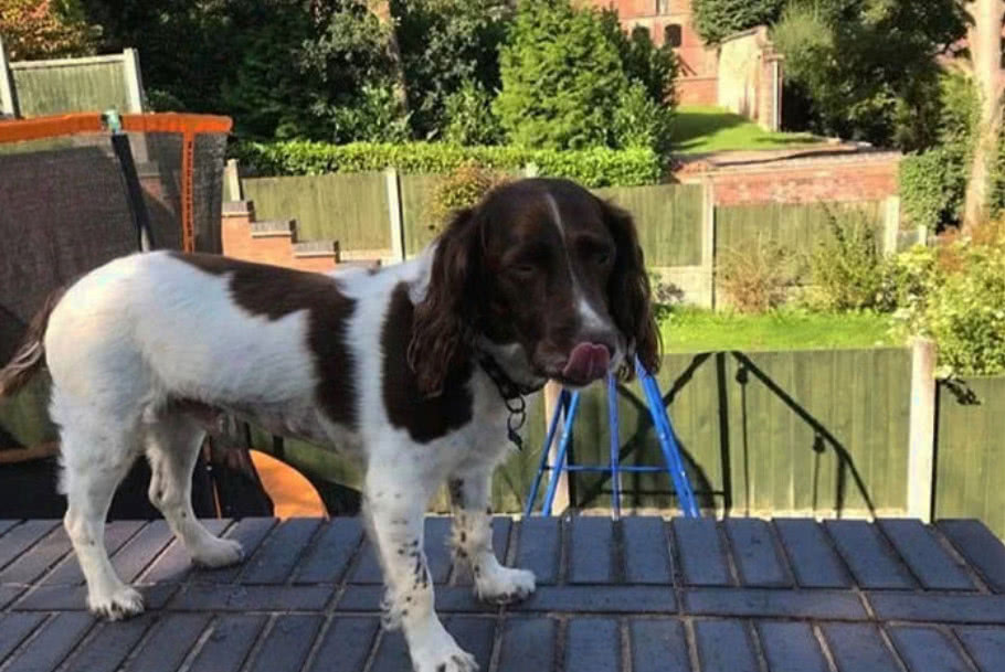 狗狗把石头吞进了肚子里主人伤心,狗狗意外吞石头