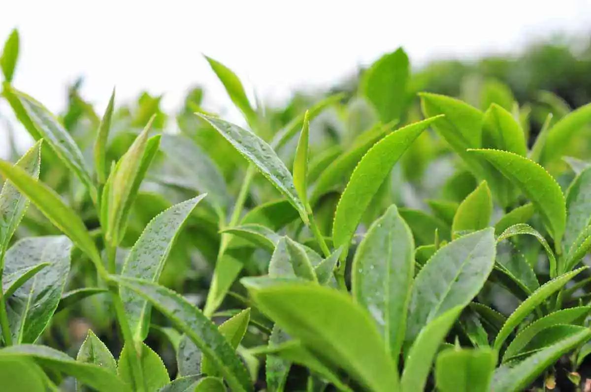 探秘茶叶里的地域风味,探秘茶叶加香精