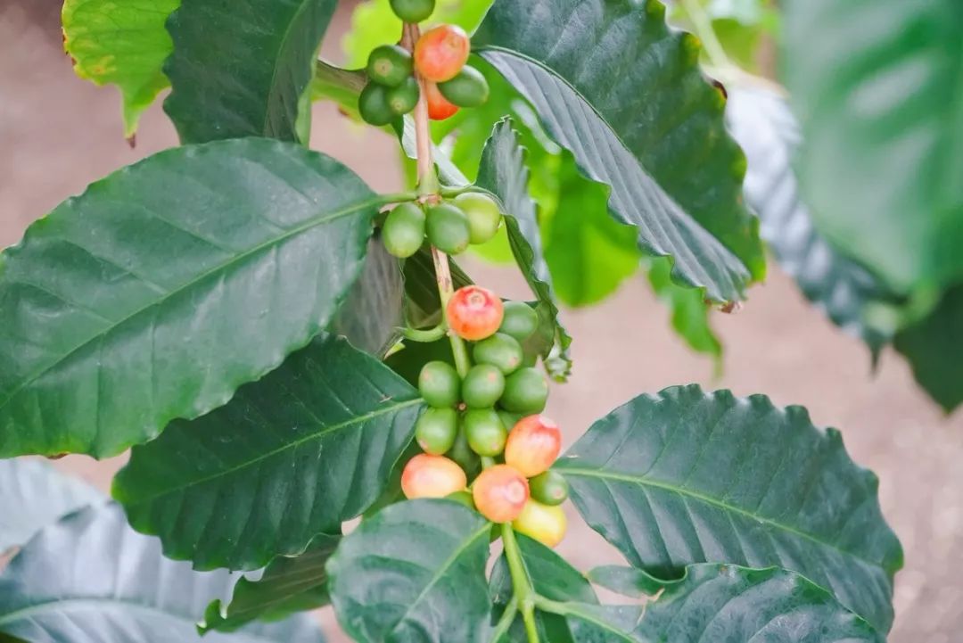 你看起来真好吃歌谱,你看起来真好吃日语