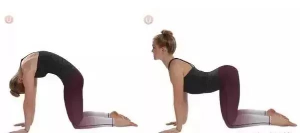 猫牛式跟猫式拱背的区别,瑜伽猫牛式视频