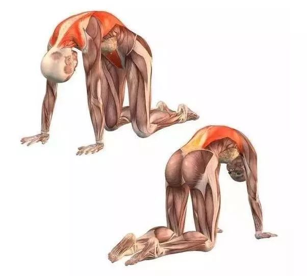 猫牛式跟猫式拱背的区别,瑜伽猫牛式视频