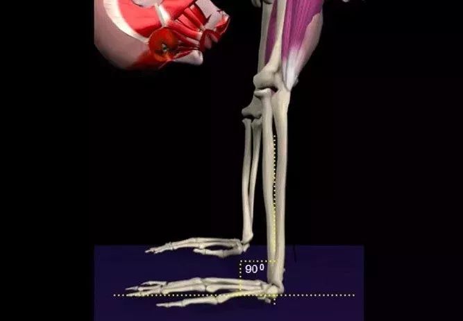 猫牛式跟猫式拱背的区别,瑜伽猫牛式视频