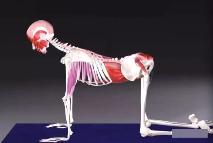 猫牛式跟猫式拱背的区别,瑜伽猫牛式视频