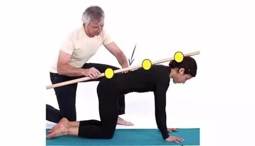 猫牛式跟猫式拱背的区别,瑜伽猫牛式视频