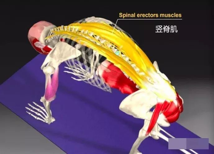 猫牛式跟猫式拱背的区别,瑜伽猫牛式视频