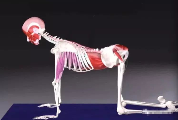 猫牛式跟猫式拱背的区别,瑜伽猫牛式视频