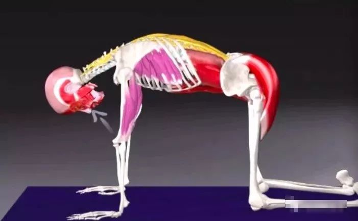 猫牛式跟猫式拱背的区别,瑜伽猫牛式视频