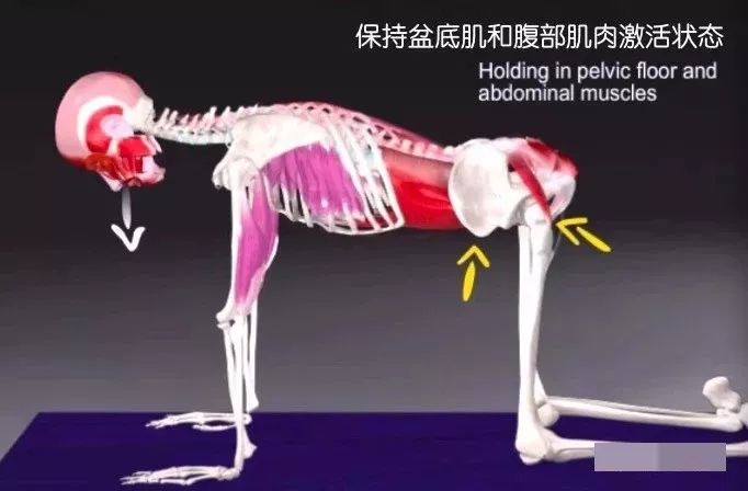 猫牛式跟猫式拱背的区别,瑜伽猫牛式视频