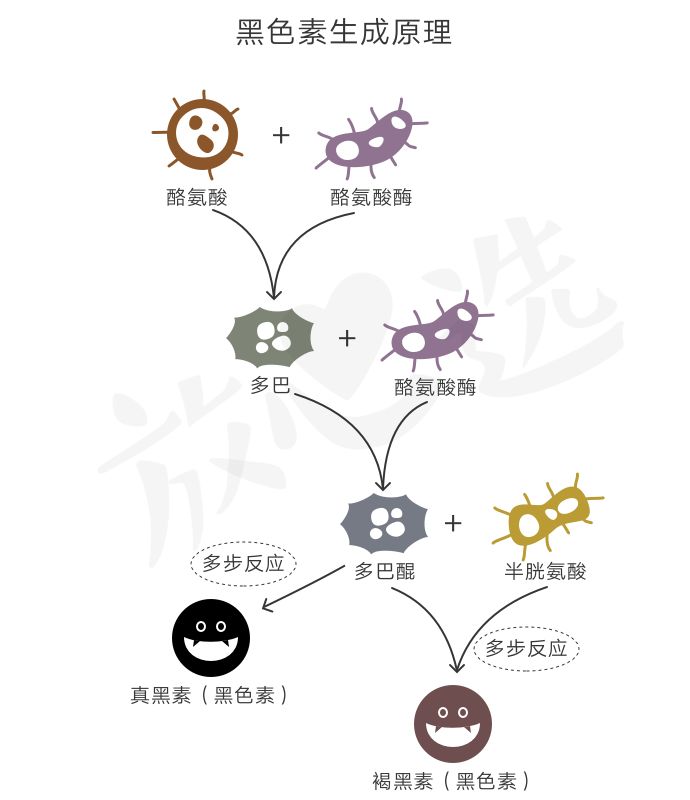 pola美白丸有致癌物吗,pola美白丸含不含植物雌性激素