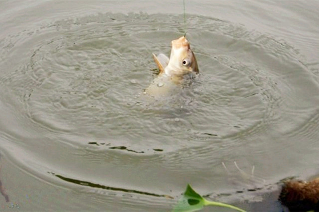 几款野钓鲫鱼的饵料,不要小看这两款鲫鱼饵料