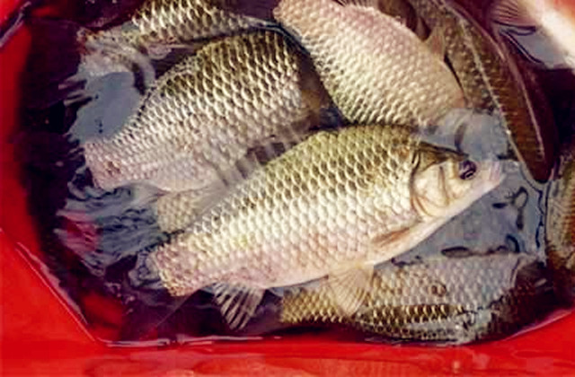 几款野钓鲫鱼的饵料,不要小看这两款鲫鱼饵料