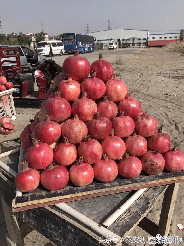 和田皮亚曼的石榴熟了赶紧来尝鲜