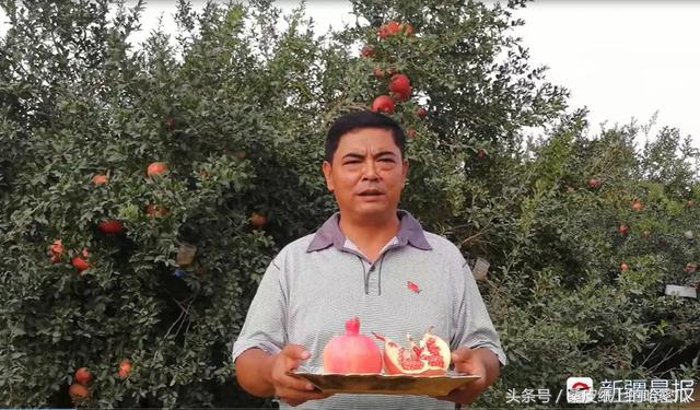 和田皮亚曼的石榴熟了赶紧来尝鲜