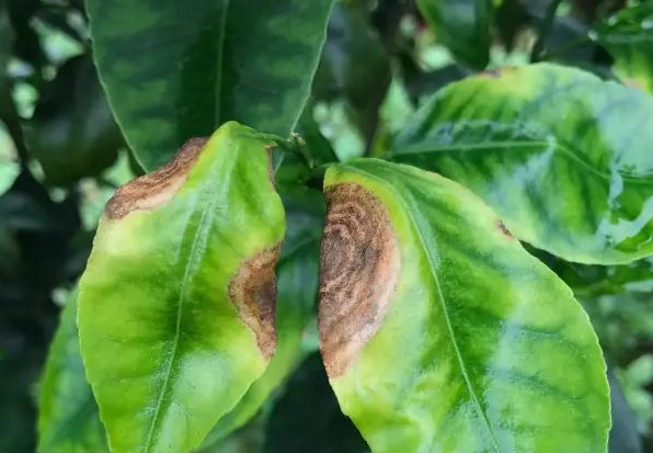 果树常用杀菌剂11种推荐和使用,果树专用杀菌剂配方