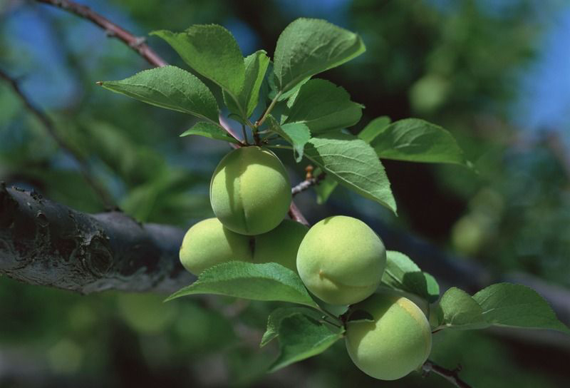 果树常用杀菌剂11种推荐和使用,果树专用杀菌剂配方