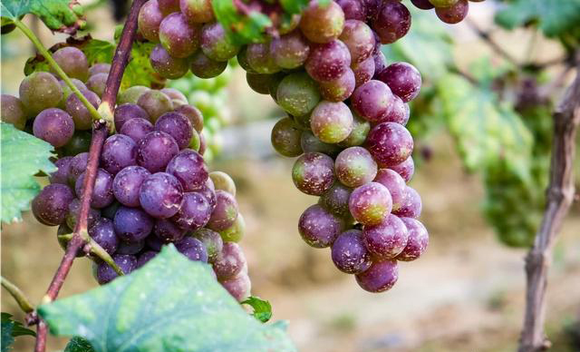 果树常用杀菌剂11种推荐和使用,果树专用杀菌剂配方