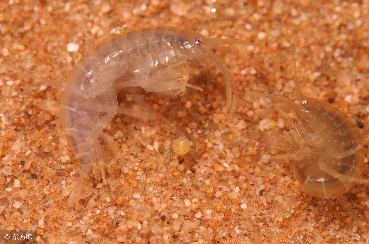 脸上螨虫多毛孔超级大怎么办,脸上螨虫过亿只需一招