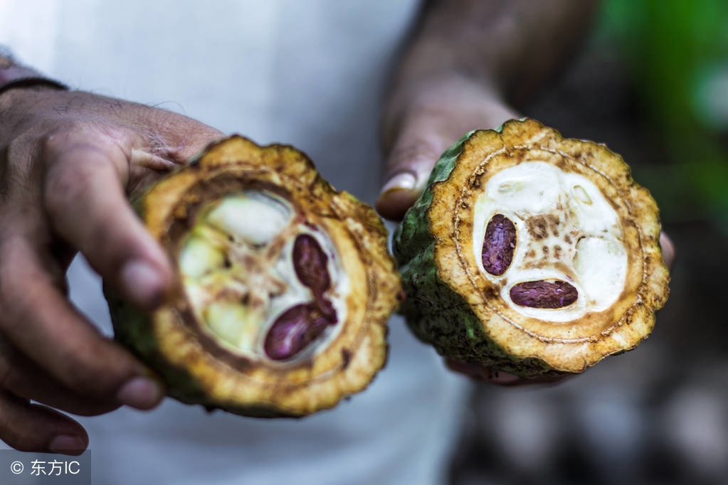 迷你coco和coco的区别,coco都可跟coco有什么区别