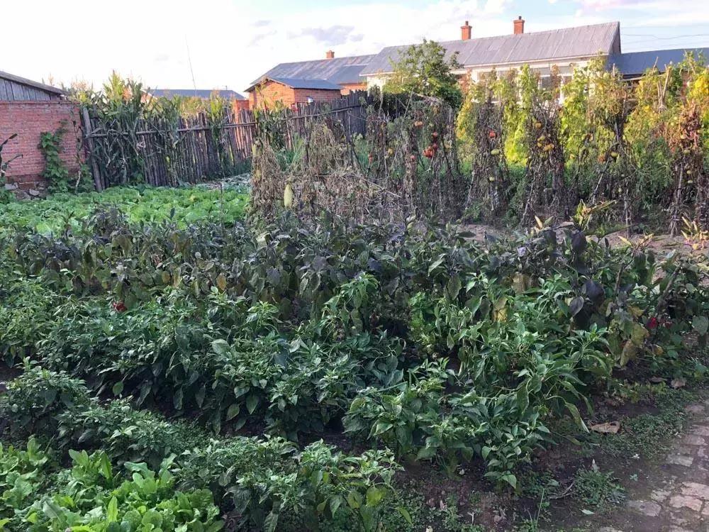 彼得洛夫回不去的老家纪录片全集,东北农村农民的幸福生活