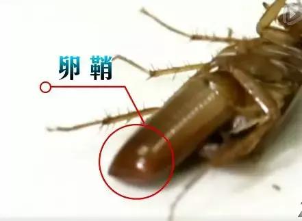 如何在家里把蟑螂弄死,蟑螂头疼