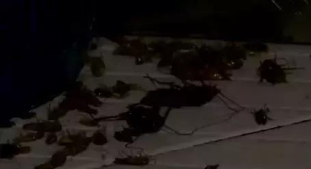 如何在家里把蟑螂弄死,蟑螂头疼