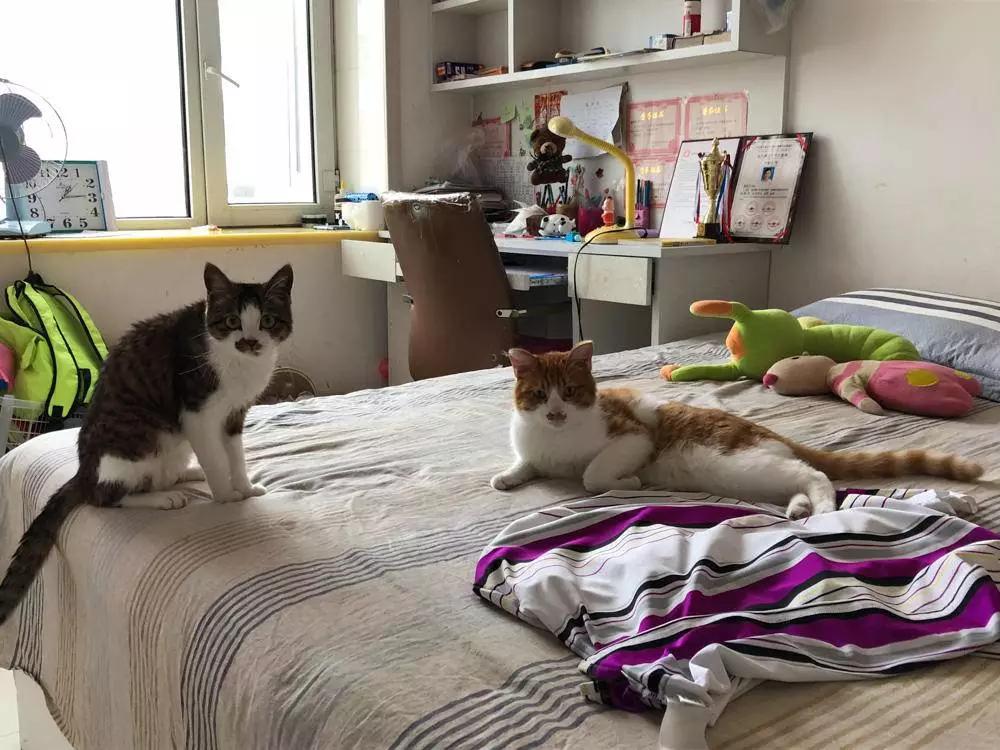 彼得洛夫回不去的老家纪录片全集,东北农村农民的幸福生活