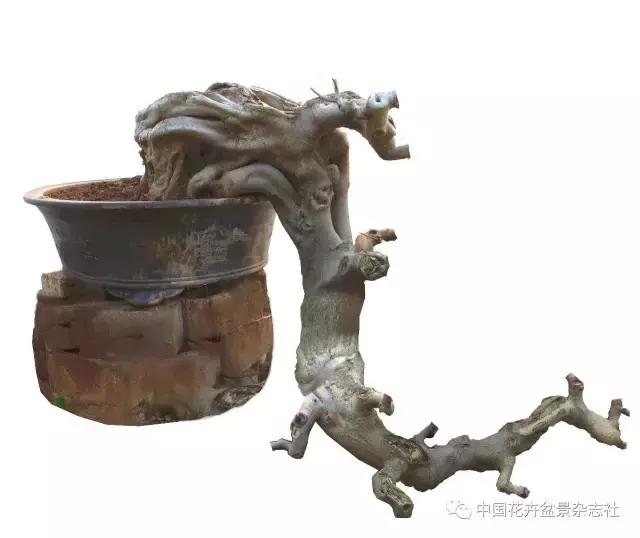 原生桩造型,原生苗盆景定型