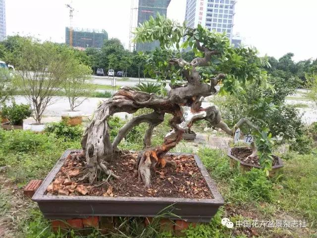 原生桩造型,原生苗盆景定型