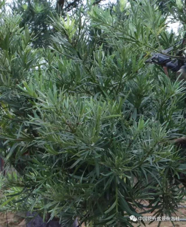 原生桩造型,原生苗盆景定型