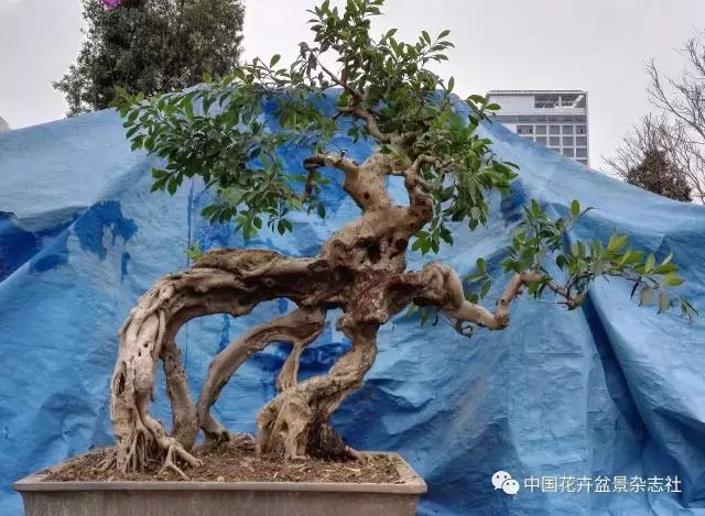 原生桩造型,原生苗盆景定型