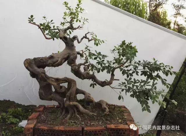 原生桩造型,原生苗盆景定型