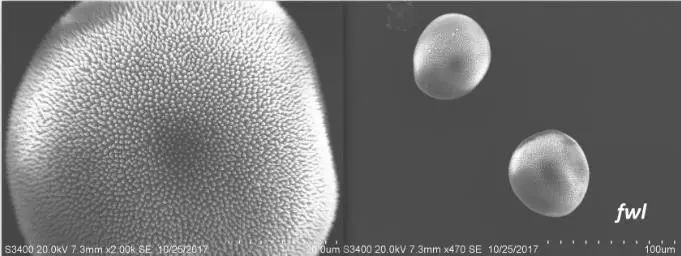 黑藻特点,黑藻是属于什么