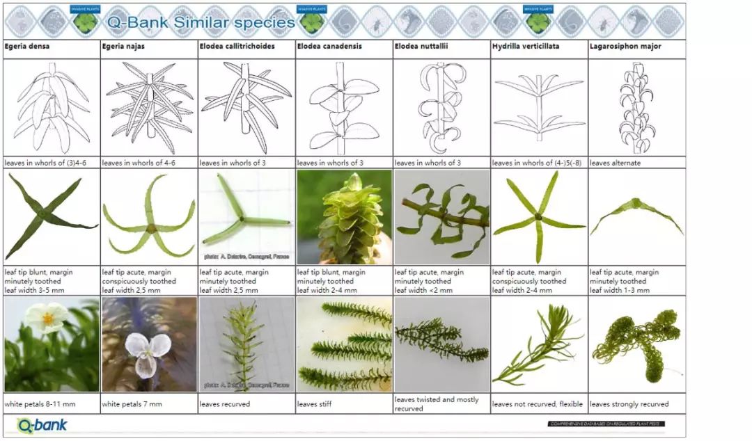 黑藻特点,黑藻是属于什么