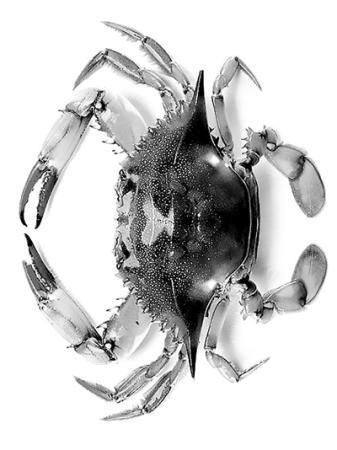 吃螃蟹禁忌那么多到底哪些是真的,吃螃蟹这么多禁忌到底哪个是真的