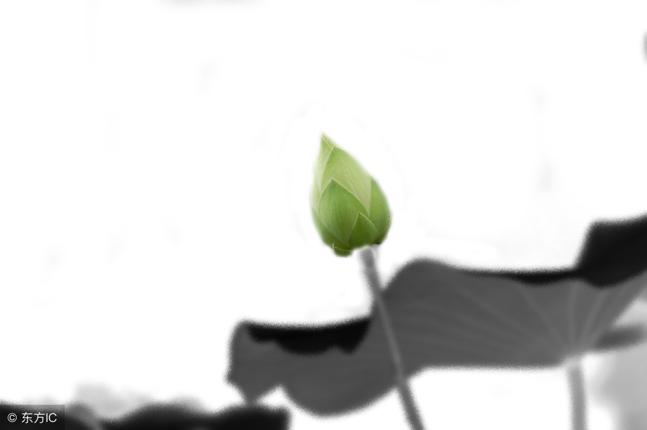 来生的缘,来生的缘女声独唱