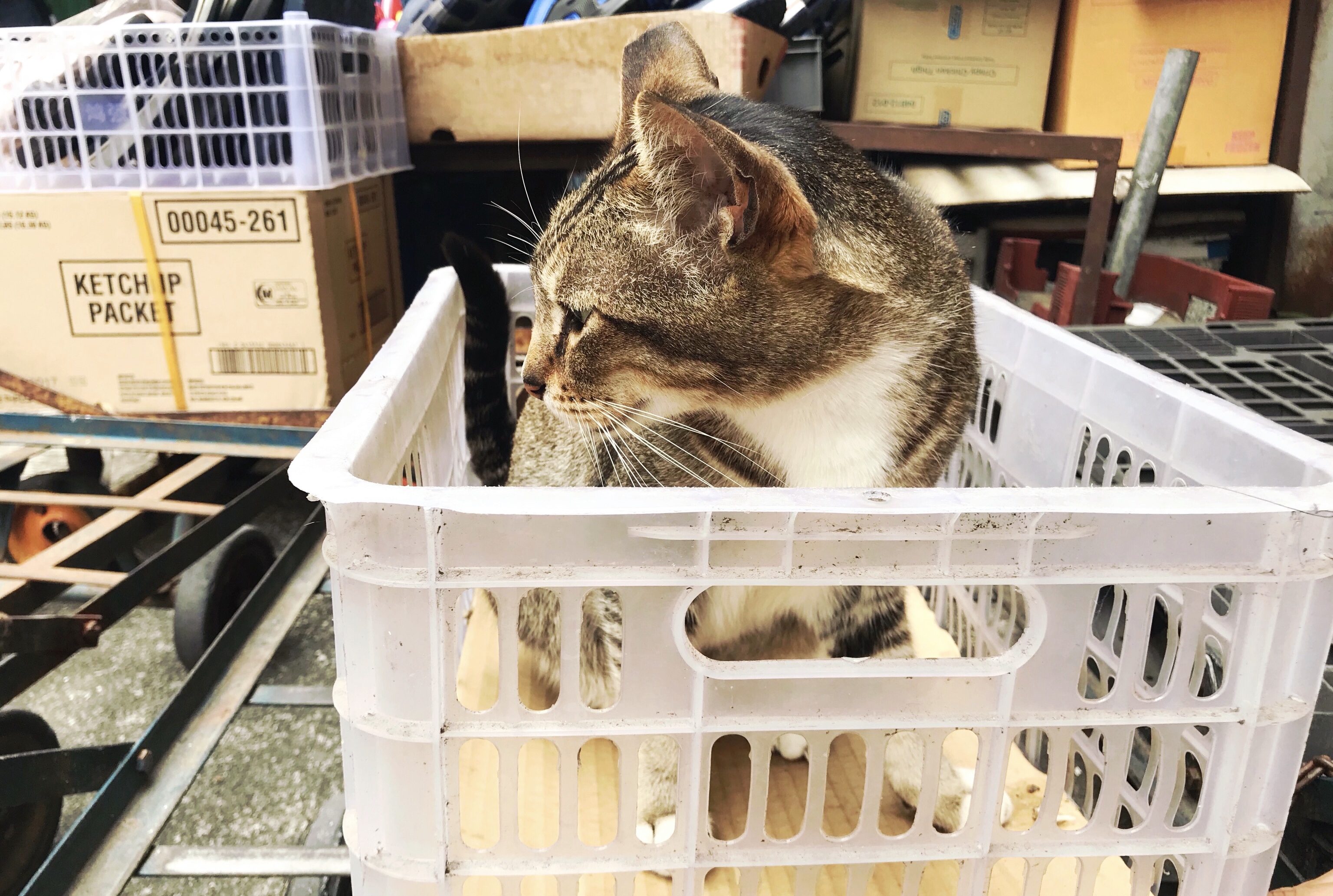 香港长洲岛小渔村,暂离喧嚣的城市去海边