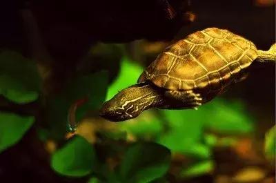 龟生病用药泡多长时间好,养龟用药大全图片