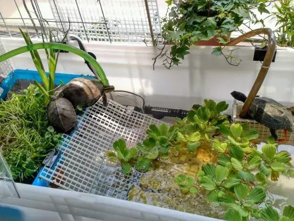 龟生病用药泡多长时间好,养龟用药大全图片