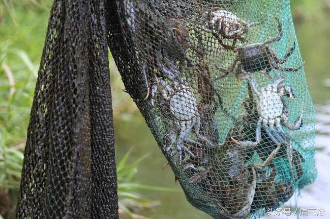 沙家浜夜游旅游攻略大全,沙家浜春节一日游攻略