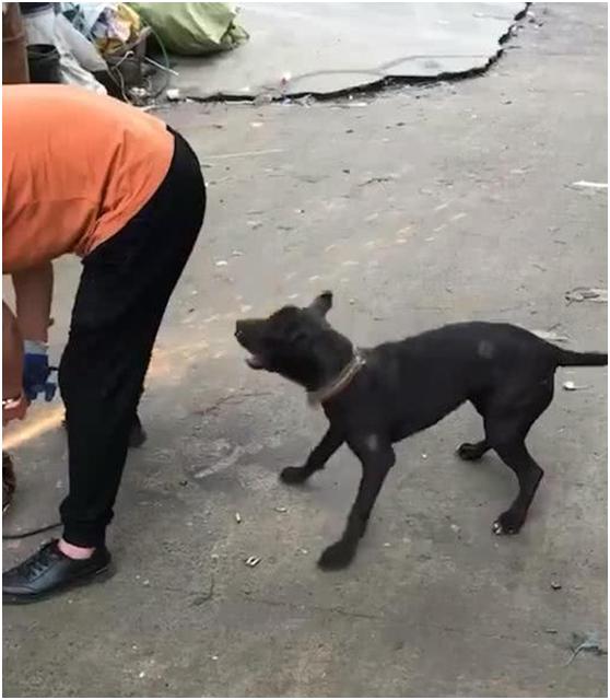 主人切火腿边牧趴在旁边,主人在切菜狗狗偷吃假装杀狗