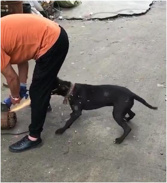 主人切火腿边牧趴在旁边,主人在切菜狗狗偷吃假装杀狗