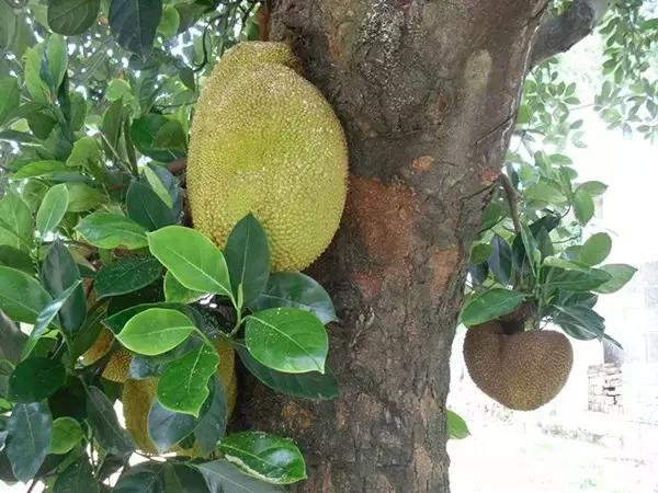 广州小希腊旅游攻略,广东小意大利小镇度假